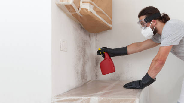 Professional Attic Mold Removal technician working in Roselle, NJ