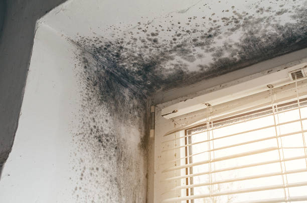 Affordable Attic Mold Removal solutions in Roselle, NJ