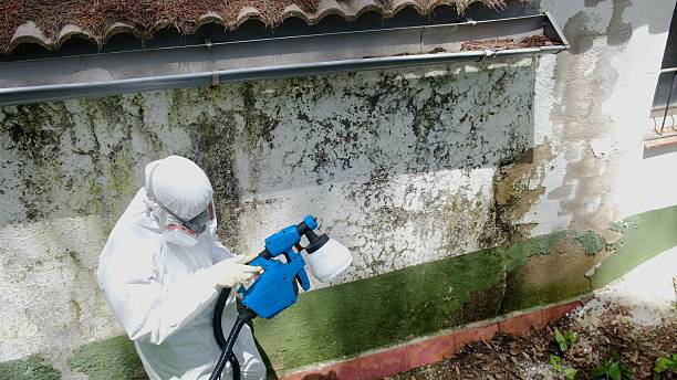 Top rated local Attic Mold Removal specialists in Roselle, NJ